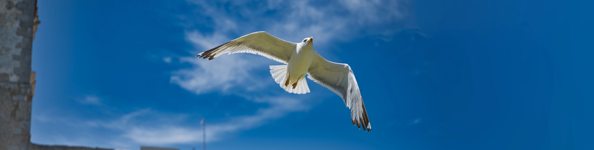 beautiful shot seagull flying